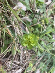 Euphorbia helioscopia