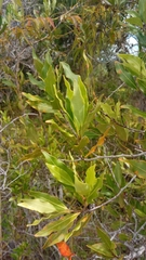 Mascarenhasia