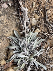 Oreocarya flavoculata