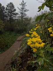 Thermopsis montana