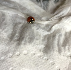 Coccinella septempunctata