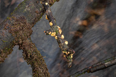 Hymenoscyphus salicellus