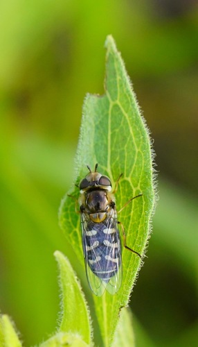 White-bowed Smoothwing photo 3