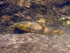 Salmo rhodanensis