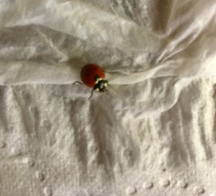 Coccinella septempunctata