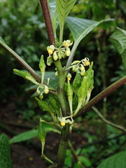 Solanum anceps
