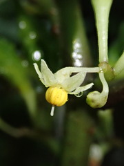 Solanum anceps