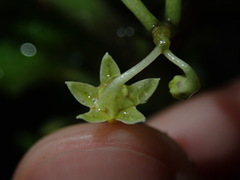 Solanum anceps