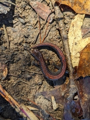 Plethodon serratus