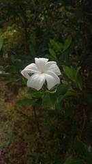 Mascarenhasia