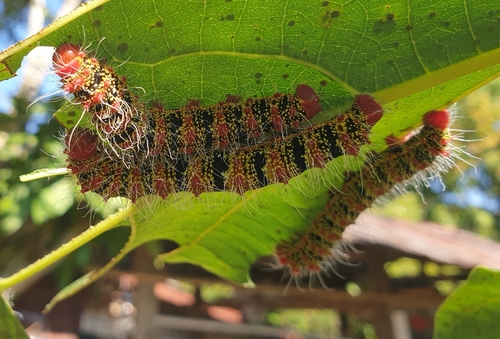Cricula Silkmoth (Cricula trifenestrata) · iNaturalist