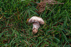 Agaricus subperonatus