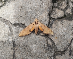 Protambulyx strigilis