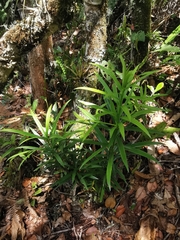 Podocarpus oleifolius