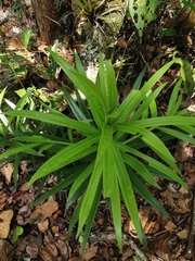 Podocarpus oleifolius