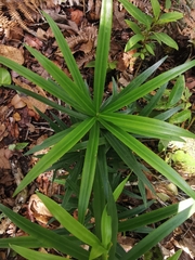 Podocarpus oleifolius