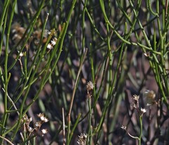 Baccharis spartioides