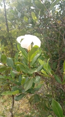 Mascarenhasia