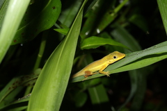 Anolis pulchellus