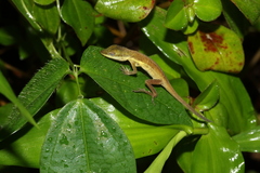 Anolis pulchellus