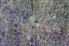 Chrysojasminum fruticans