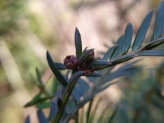 Cecidophyopsis psilaspis