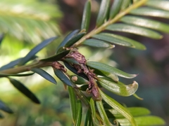 Cecidophyopsis psilaspis