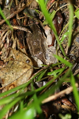 Leptodactylus albilabris