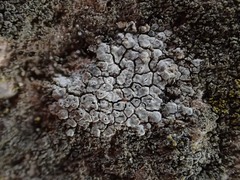 Circinaria caesiocinerea