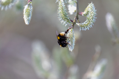 Bombus terrestris audax