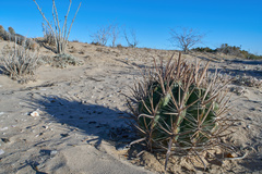 Ferocactus santa-maria