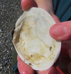Rexithaerus secta