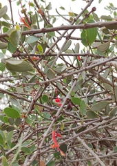 Plicosepalus acaciae