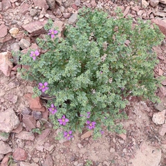 Fagonia mollis