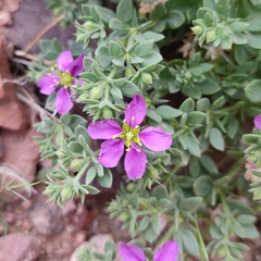 Fagonia mollis