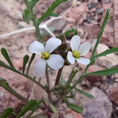 Erucaria rostrata