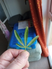 Choisya ×dewitteana