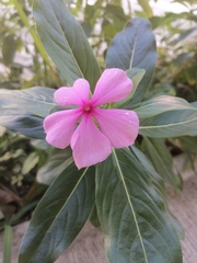 Catharanthus roseus