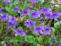 Viola uliginosa