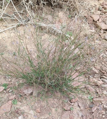 Lavandula coronopifolia