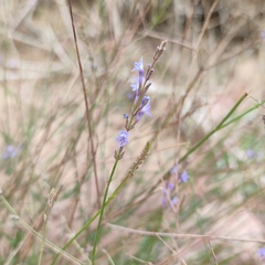 Lavandula coronopifolia