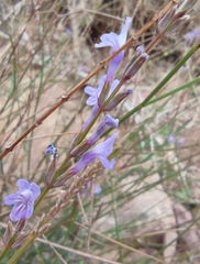 Lavandula coronopifolia