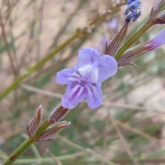 Lavandula coronopifolia