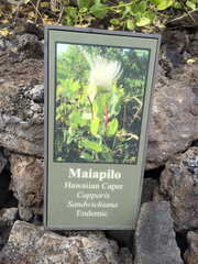 Capparis sandwichiana