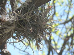 Tillandsia lepidosepala