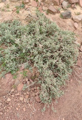 Heliotropium arbainense