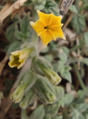 Heliotropium arbainense