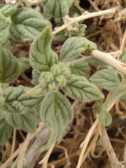 Heliotropium arbainense