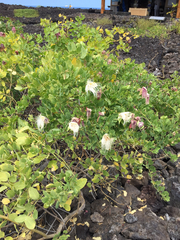 Capparis sandwichiana