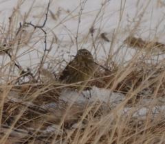 Emberiza citrinella × leucocephalos